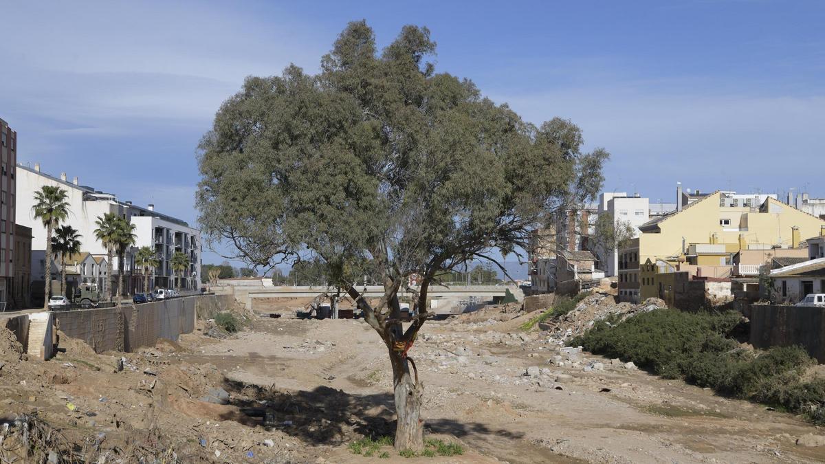 Árbol que resistió a la dana en el barranco del Poyo y que se ha convertido en símbolo de resiliencia en Paiporta.