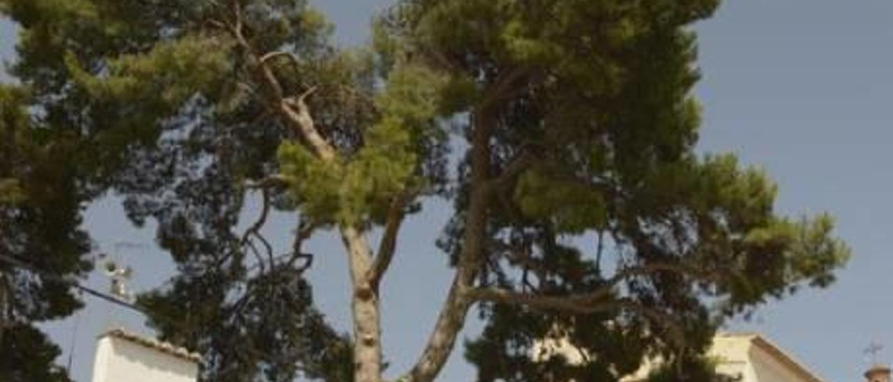 Rocafort talará los pinos de 60 años tras desprenderse una gran rama sobre un bar