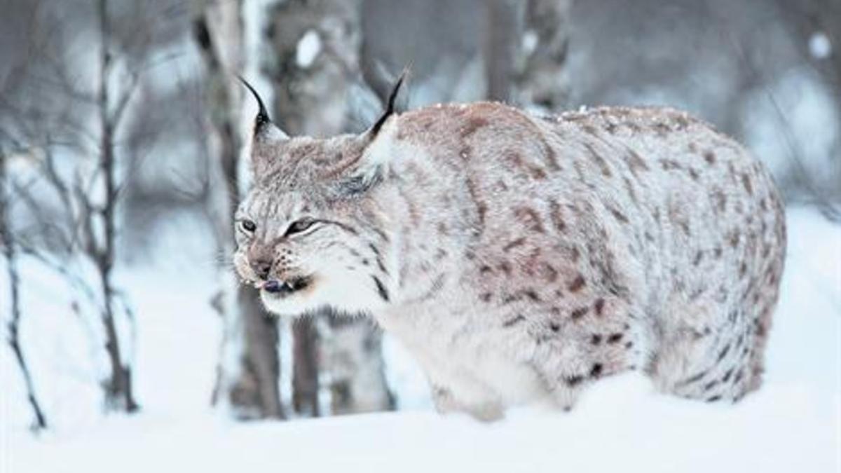 Ejemplar de lince boreal nórdico, en una foto captada entre la nieve, en Noruega.