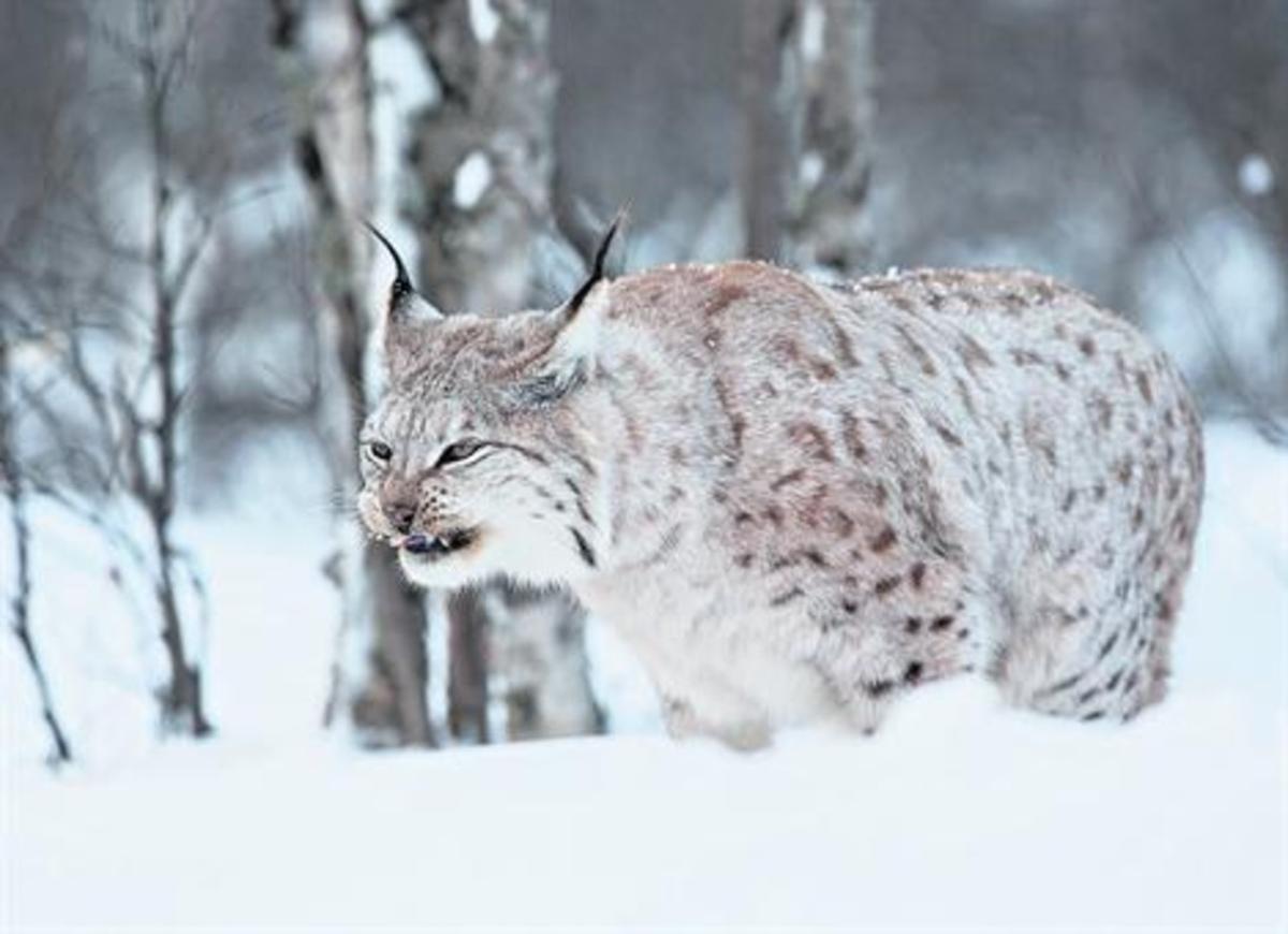 Ejemplar de lince boreal nórdico, en una foto captada entre la nieve, en Noruega.