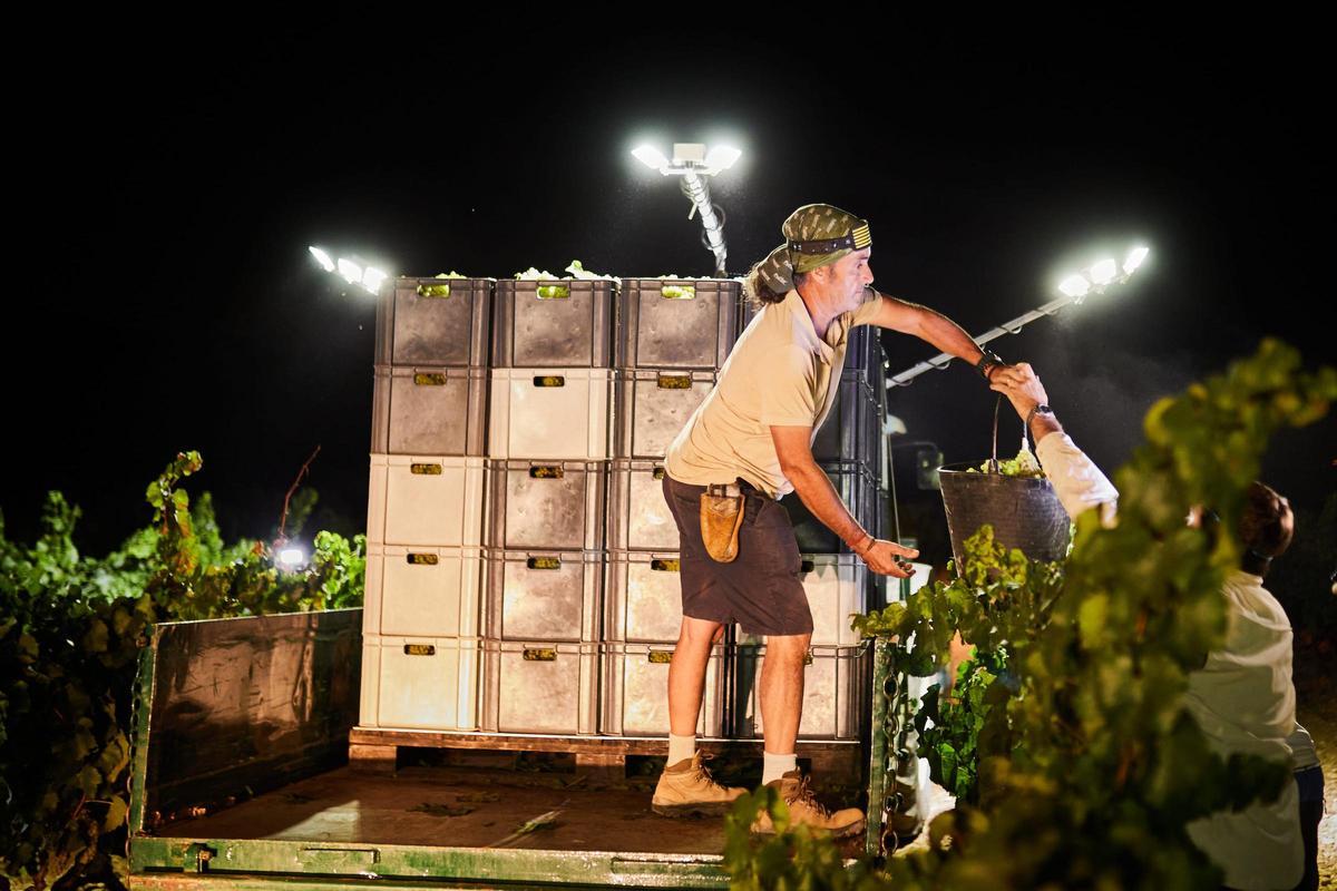 La bodega Gramona empieza a recoger en Piera las primeras uvas de chardonnay