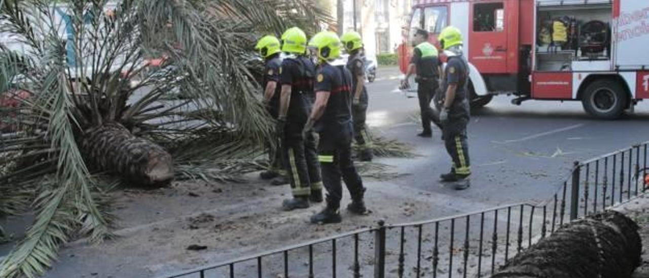 Los bomberos retiran una palmera de 8 metros que cayó en la Gran Vía Germanías el pasado mes de julio.