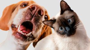 ¿Tu mascota tiene mal aliento? 5 claves para cuidar la salud bucal de perros y gatos