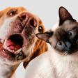 ¿Tu mascota tiene mal aliento? 5 claves para cuidar la salud bucal de perros y gatos