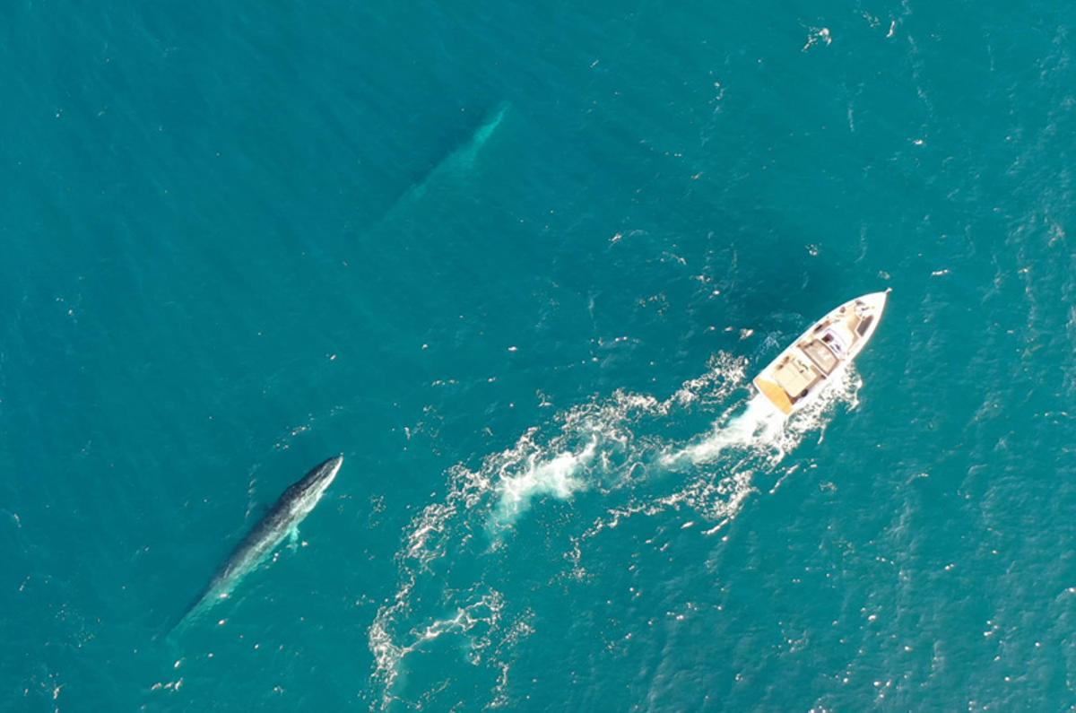 El turismo de lancha acosa a las ballenas en Xàbia
