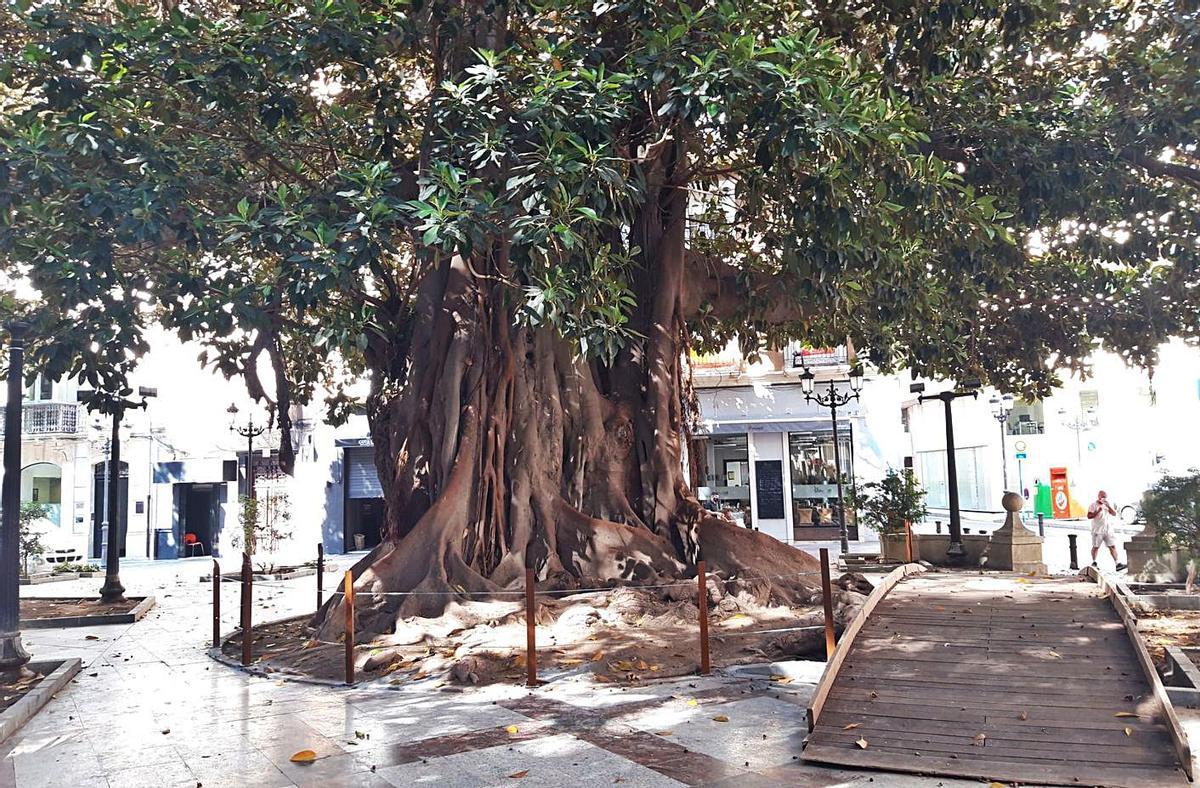 Vallado alrededor de los ficus de Gabriel Miró que no gusta a los vecinos, que querían uno de forja. | INFORMACIÓN