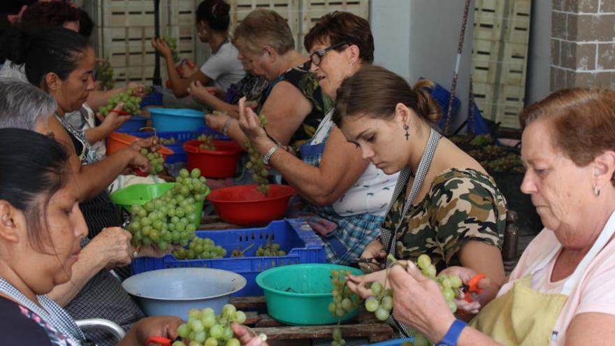 «Tenemos la mejor y la más olvidada uva del mundo»