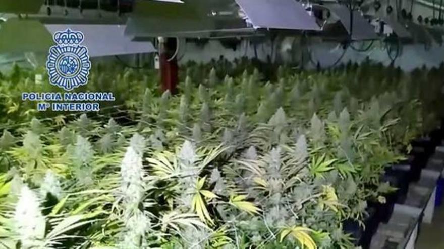 Hallan 30.000 prendas falsas junto a 300 kilos de cannabis en Ontinyent