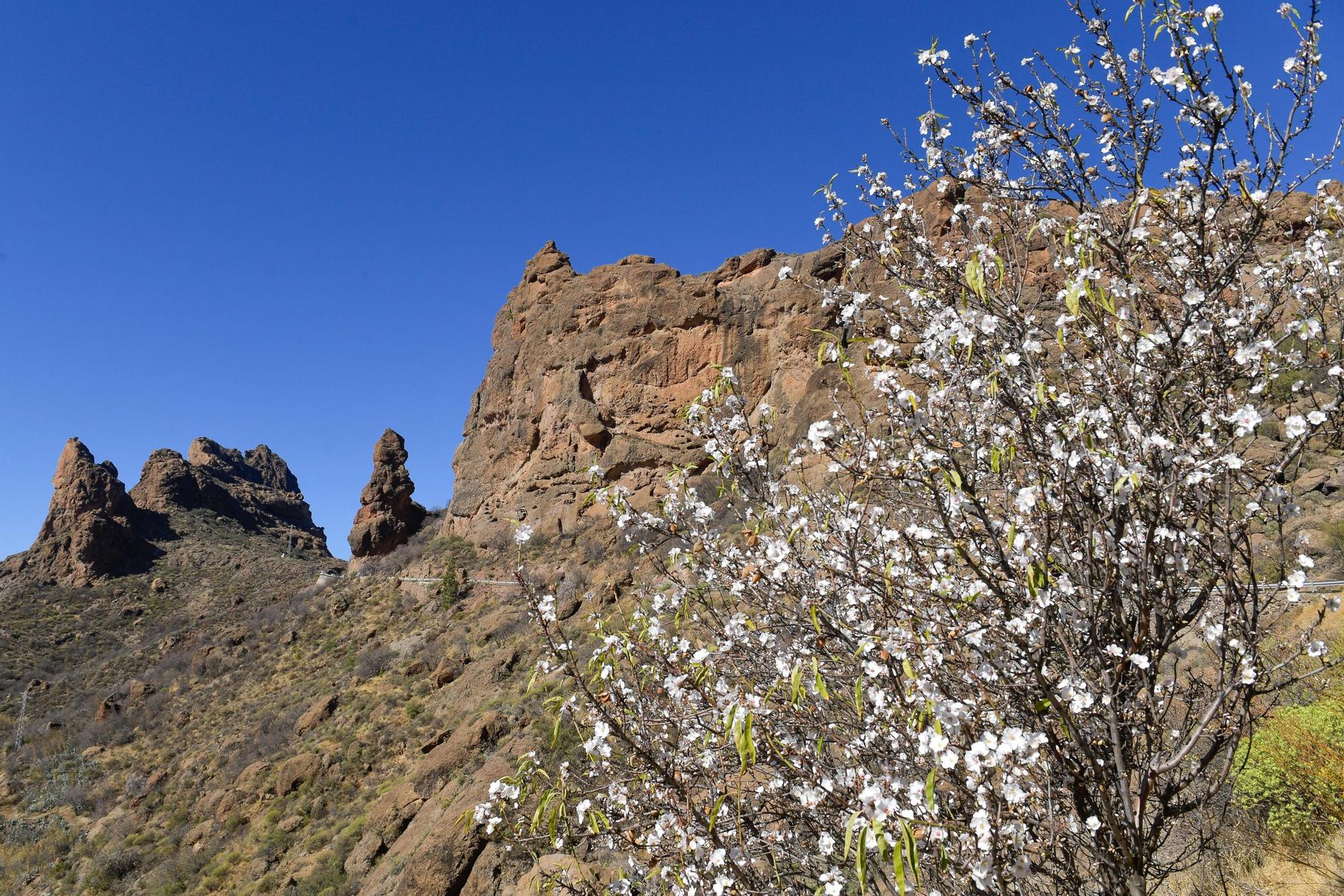 Almendros en flor en Tejeda