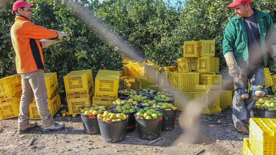 Recogida de limones este mes en un campo de la Vega Baja