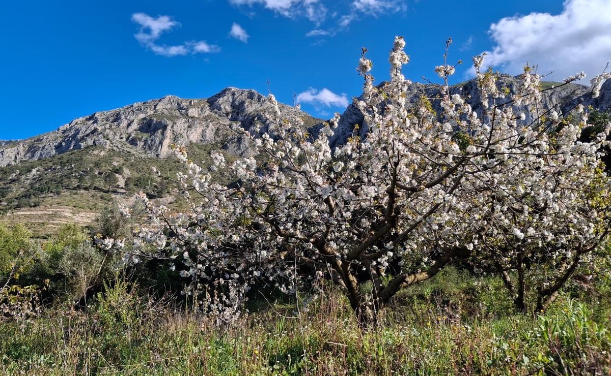 Cerezos en flor en la Vall de Gallinera