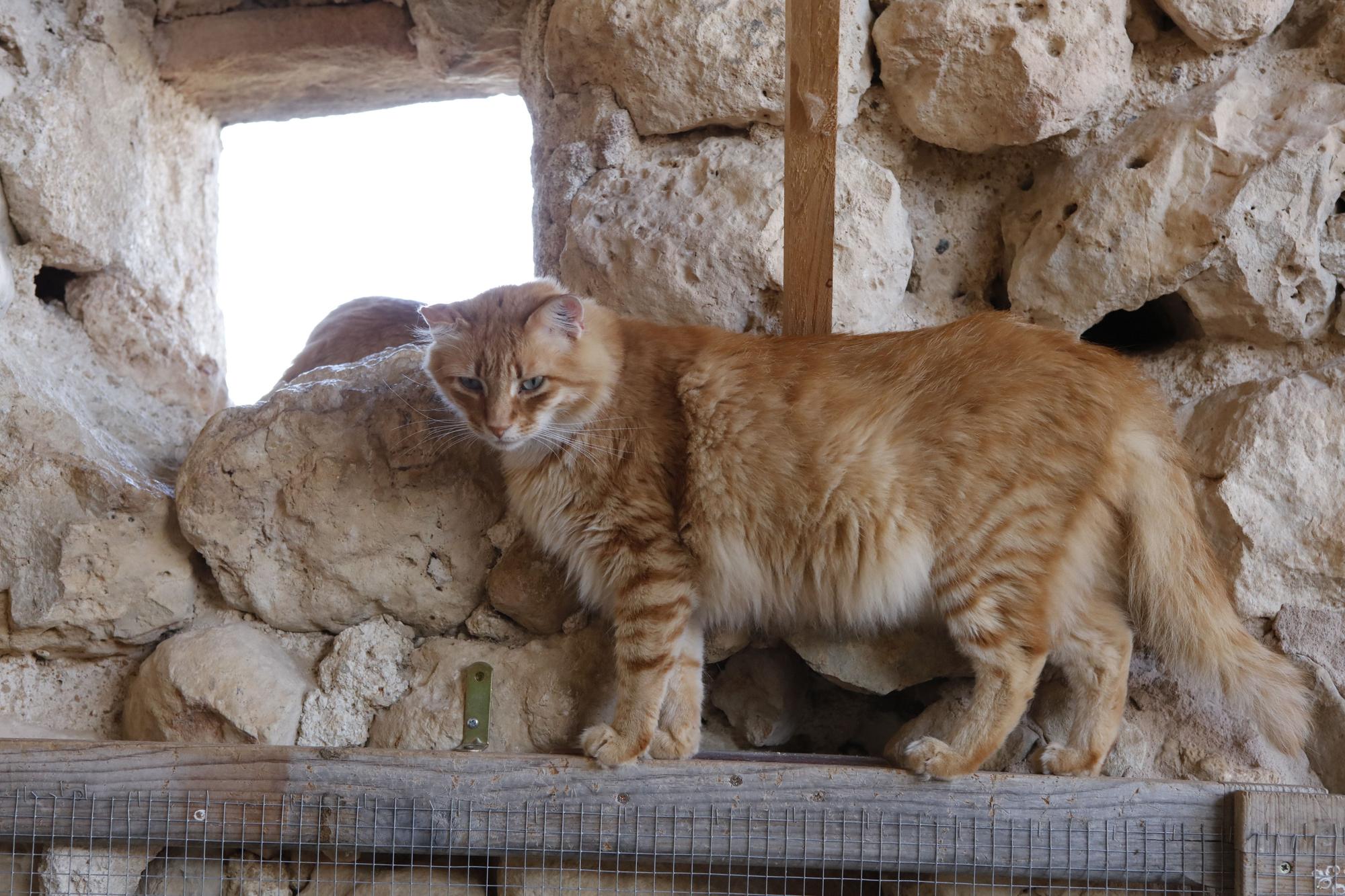MZ-Besuch bei Cats Karma nahe Vilafranca