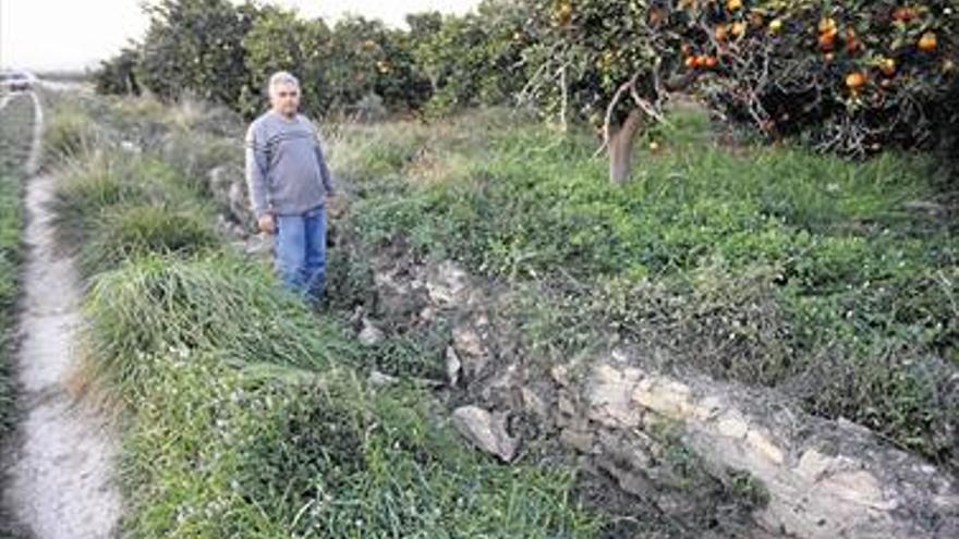 La provincia pierde 3.300 hectáreas de clementinas en solo tres años