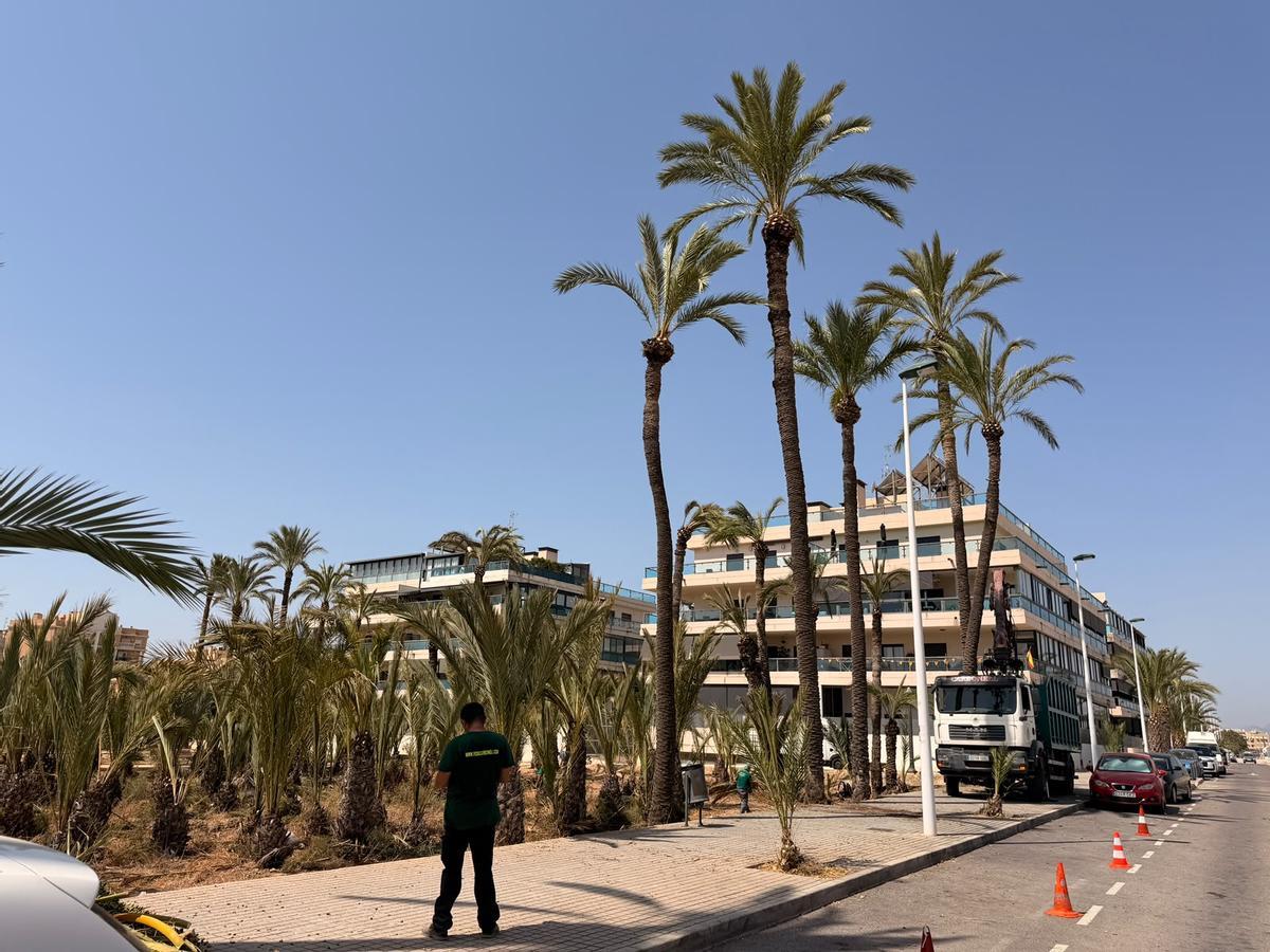 Los trabajos de poda en la zona de Travalón, en el entorno del Martínez Valero.