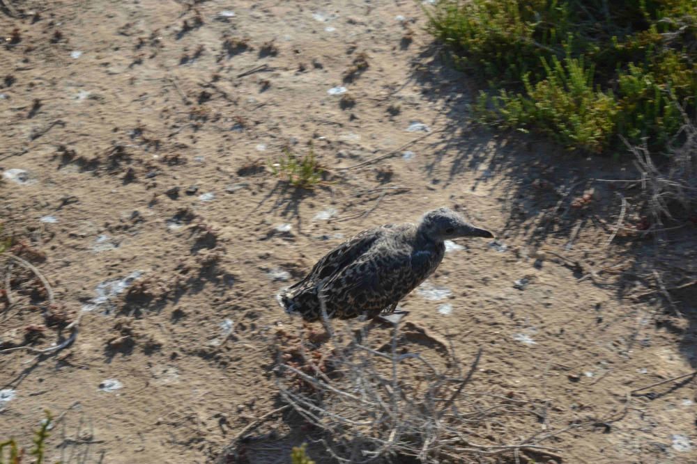 La salinera de Torrevieja acoge una de las colonias más importantes del mundo de esta ave amenzada