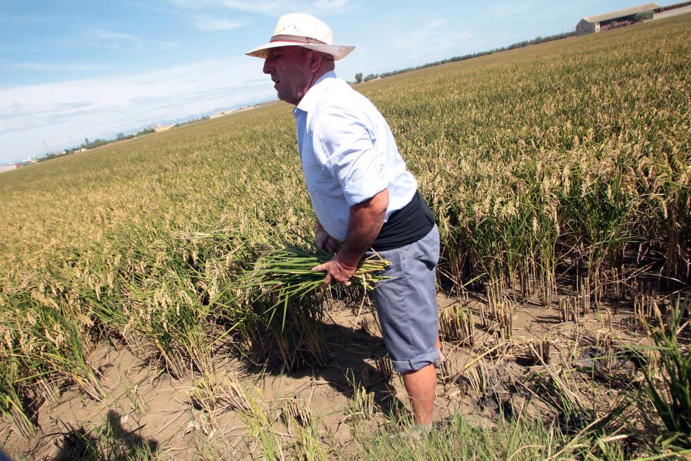 Fiesta de la Siega del Arroz