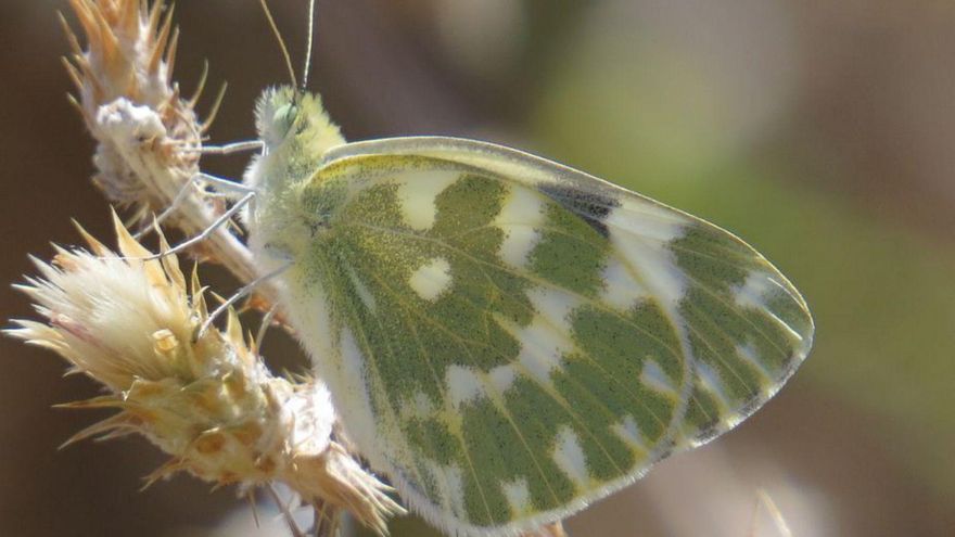 La mariposa blanquiverdosa, urbana y cosmopolita