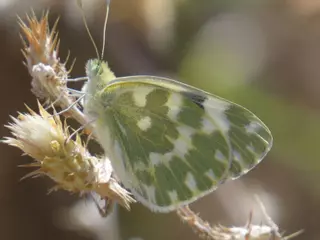 La mariposa blanquiverdosa, urbana y cosmopolita