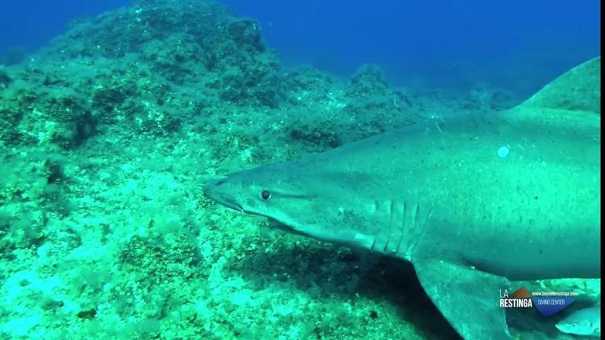 Limitan temporalmente las actividades acuáticas en la Reserva Marina de El Hierro