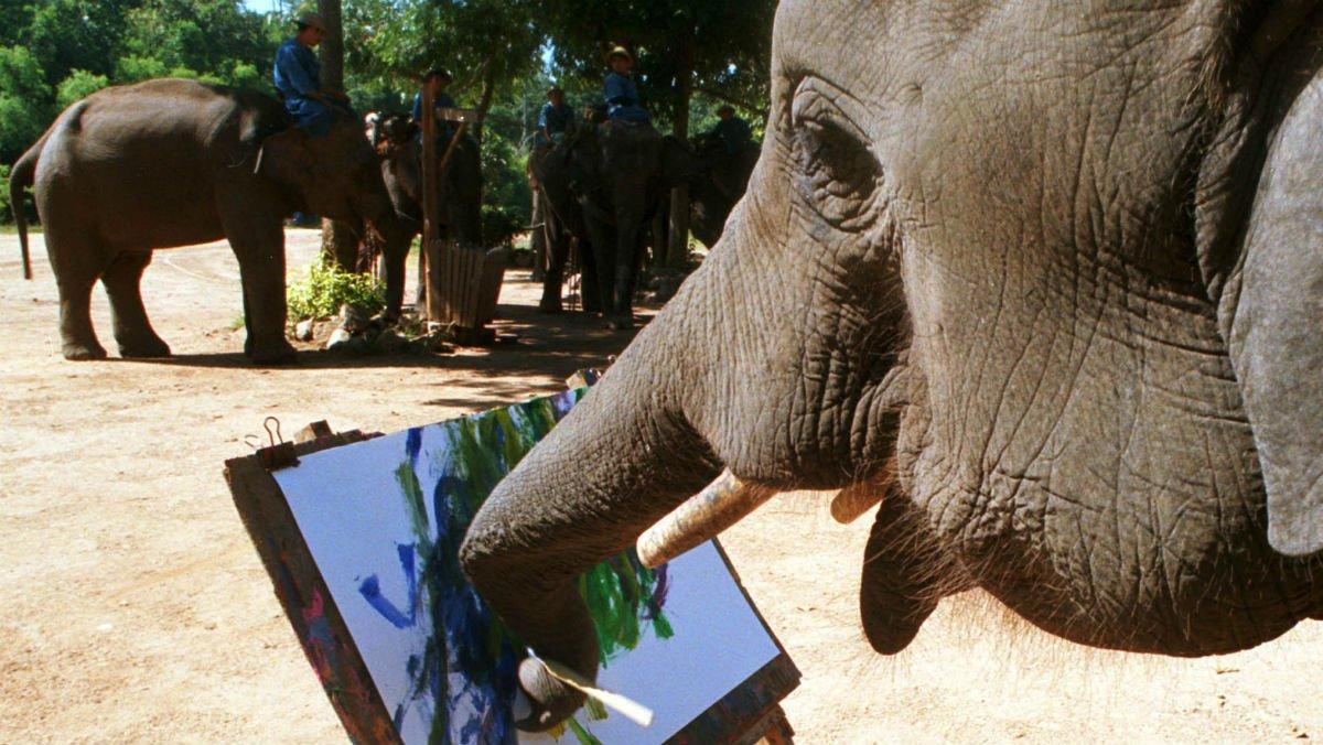 elefante elefante