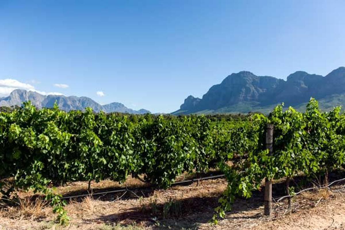 Viñedos en Stellenbosch, el segundo asentamiento europeo más antiguo de Sudáfrica.