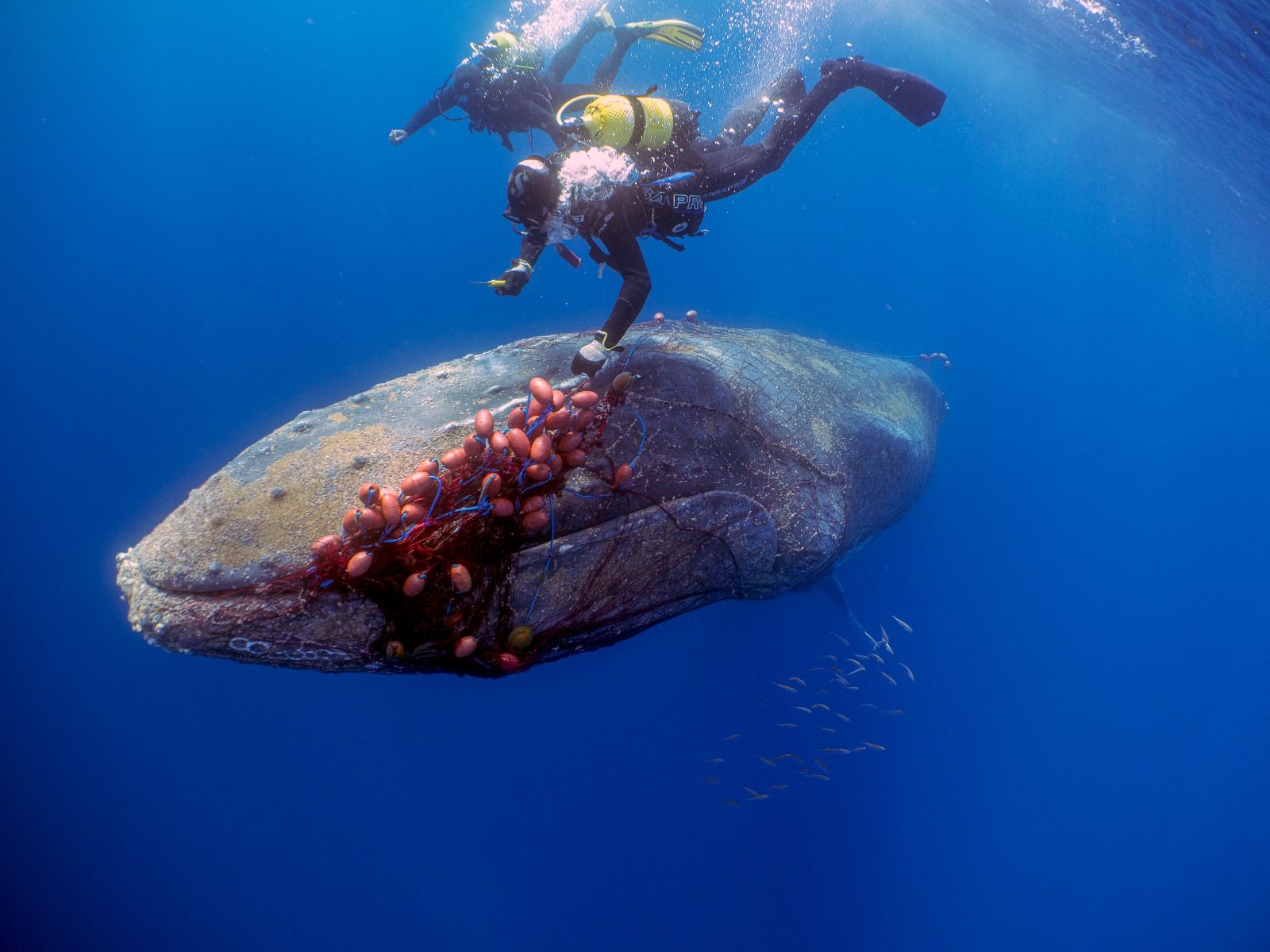 La fotografía subacuática como arma para concienciar