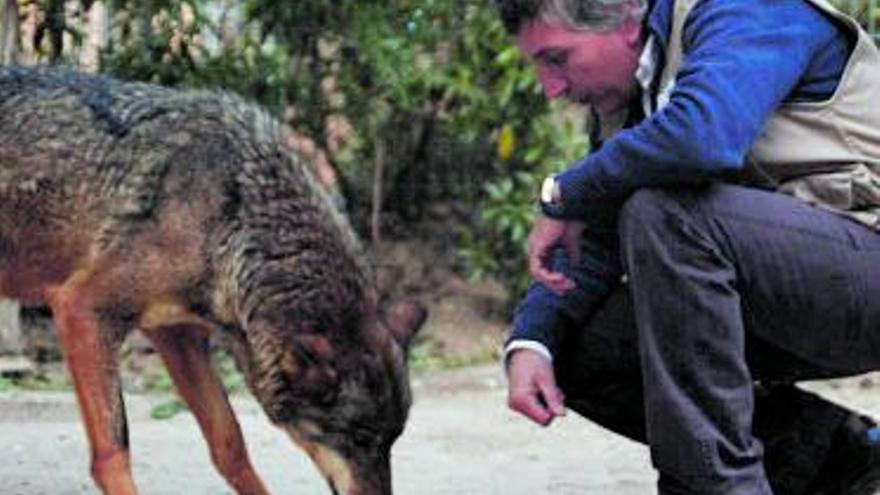 Ni contigo ni sin ti: la esquizofrenia que ataca al lobo