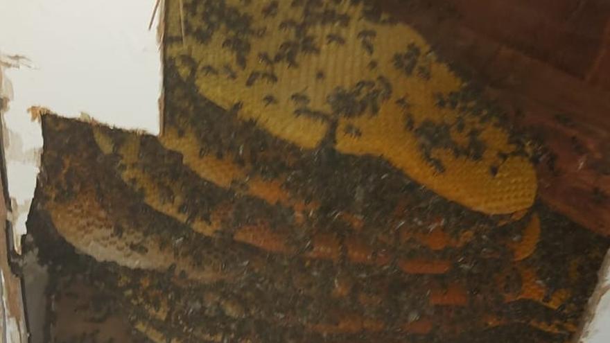 Retiran 12 paneles de abeja con 2.000 ejemplares del casco antiguo de Lorca