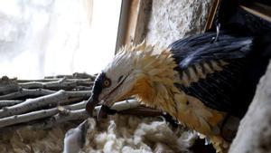 Un miler d’espècies d’aus, en risc d’extinció en 200 anys