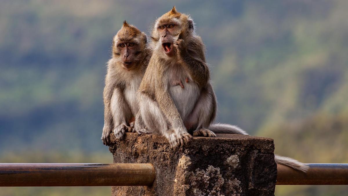 Dos macacos de cola larga.