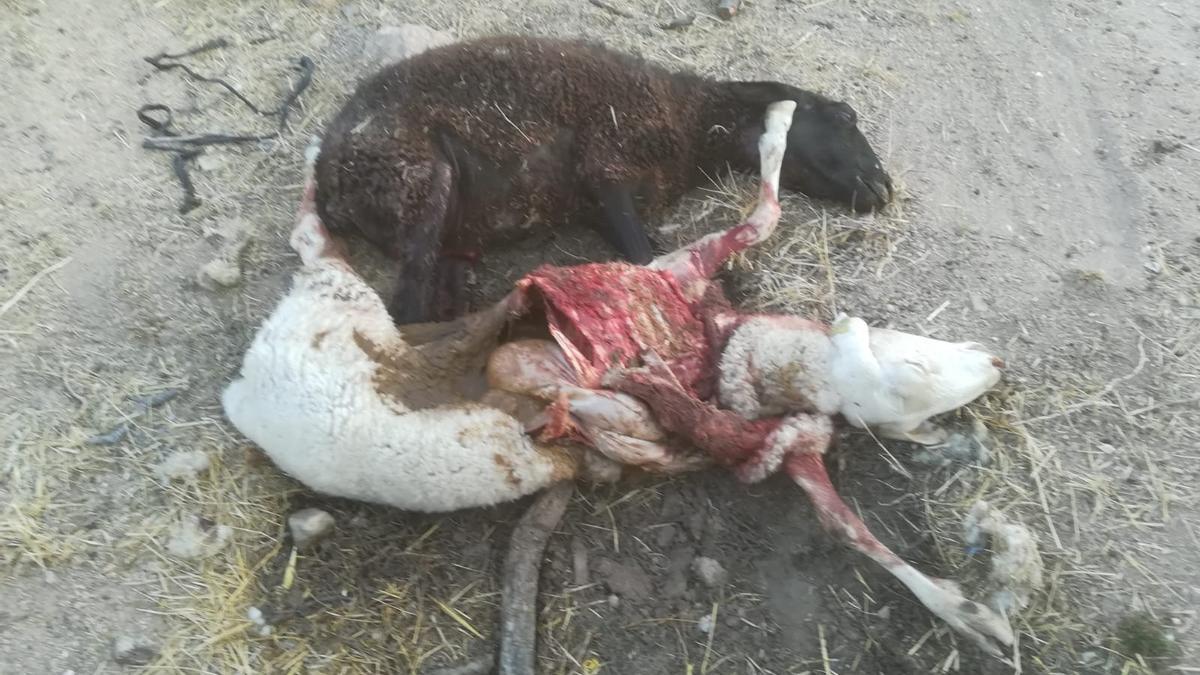 Las dos ovejas muertas como resultado del nuevo ataque de lobos