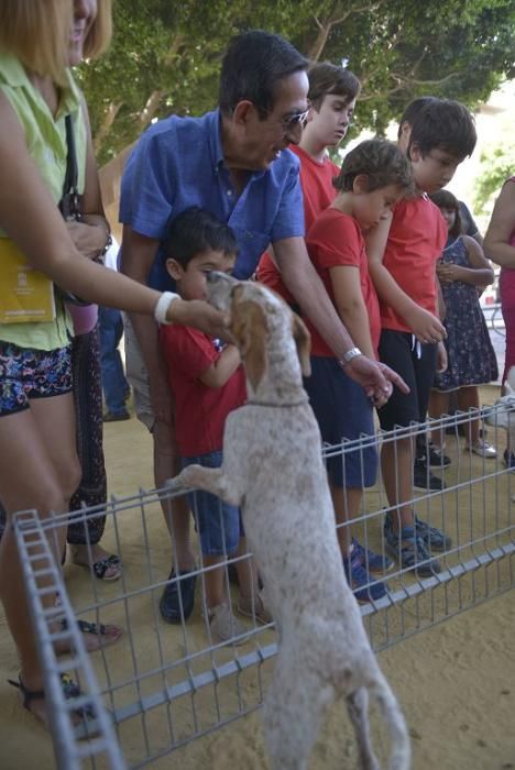 La perrera de Murcia saca sus animales a la calle