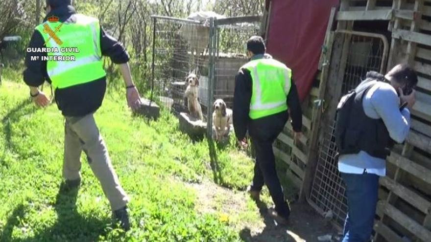 Detenido un hombre que entrenaba perros para peleas ilegales