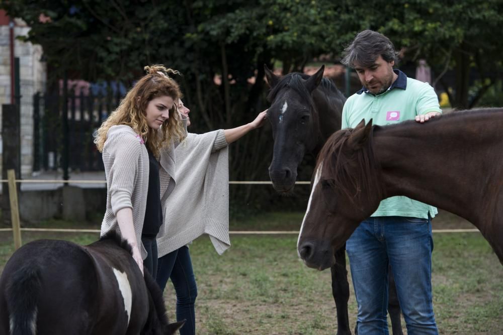 'Coaching' con caballos para empresarios