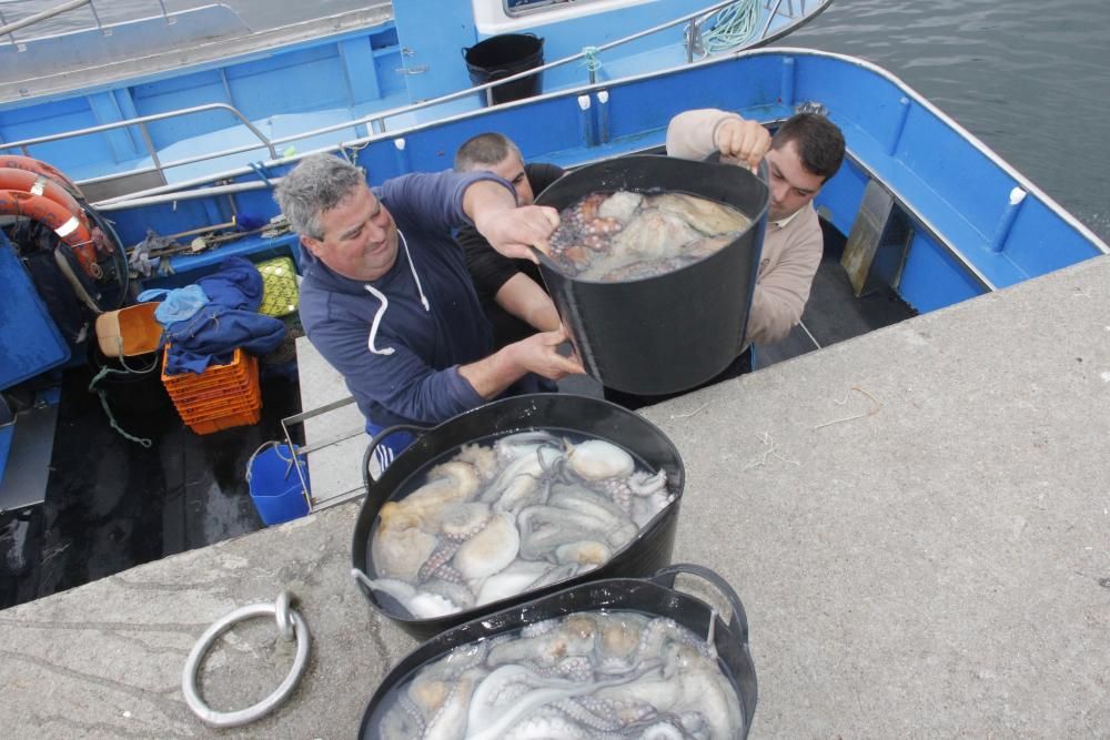 Las primeras descargas de pulpo en el puerto de Bueu // Santos Álvarez