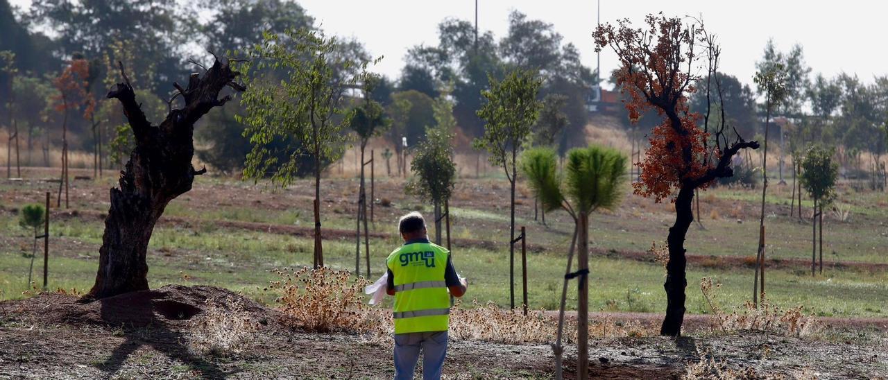 El Ayuntamiento tendrá que replantar algunos árboles del parque de Levante que se han secado.