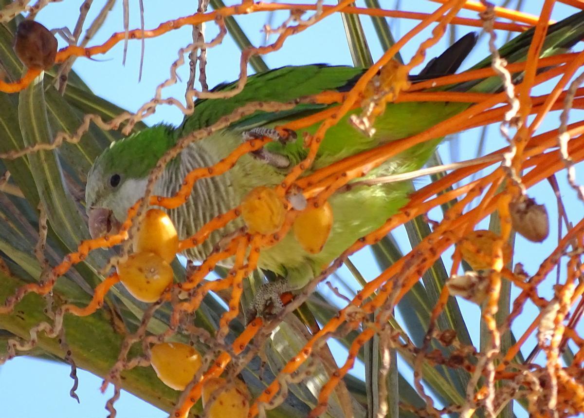 Cotorra argentina (Myopsitta monachus).