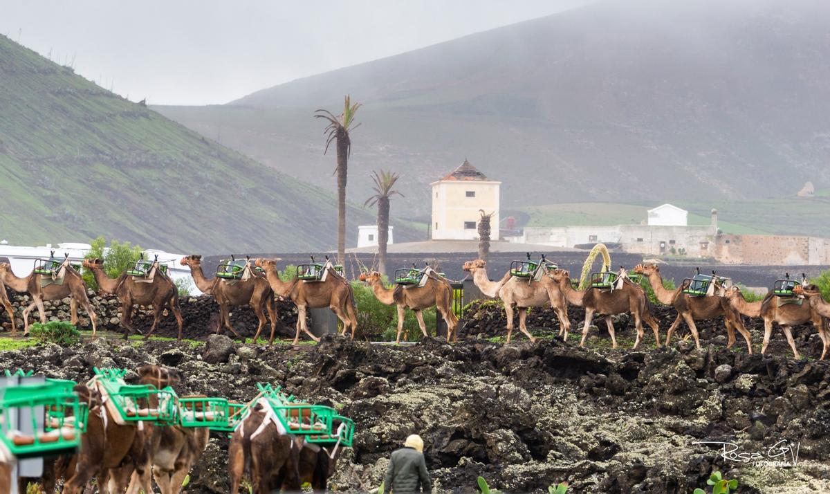 Lluvias en el municipio de Yaiza, en Lanzarote (13/01/25) Lluvias en el municipio de Yaiza, en Lanzarote (13/01/25)