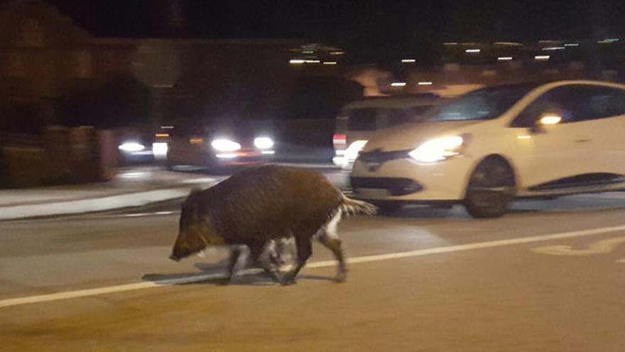 Uno de los jabalíes, en la carretera