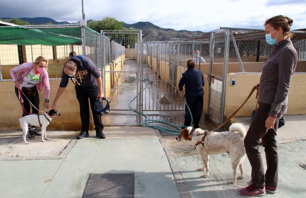 Los ingresos del refugio son destinados a la recuperación y subsistencia de perros y gatos.