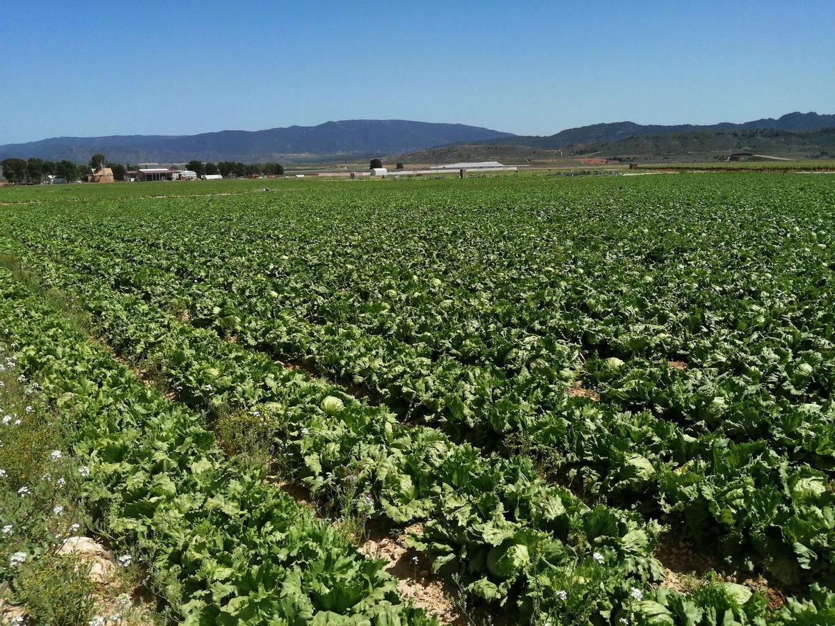 Lechugas en Campo de Cartagena.