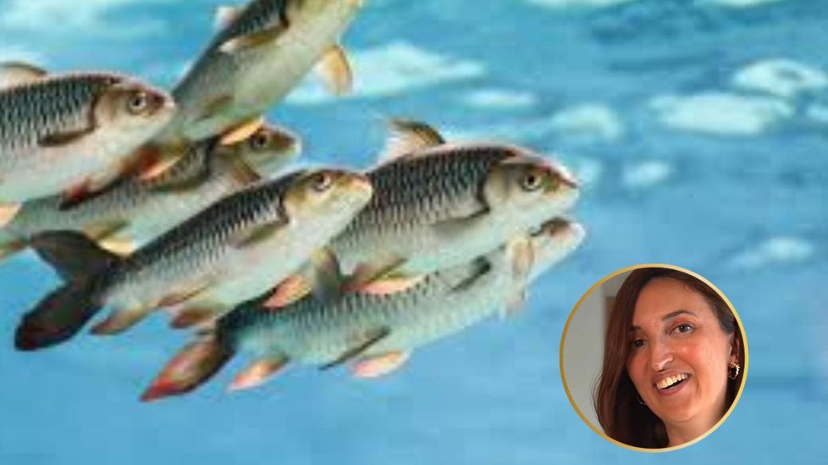 El pez que puede arruinarte el día de playa en Ibiza: está en España y su picadura es venenosa