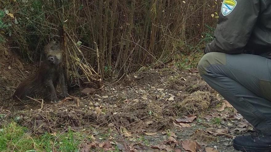 Jabalí muerto capturado en un lazo