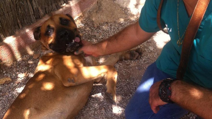 Mi perro odia el calor