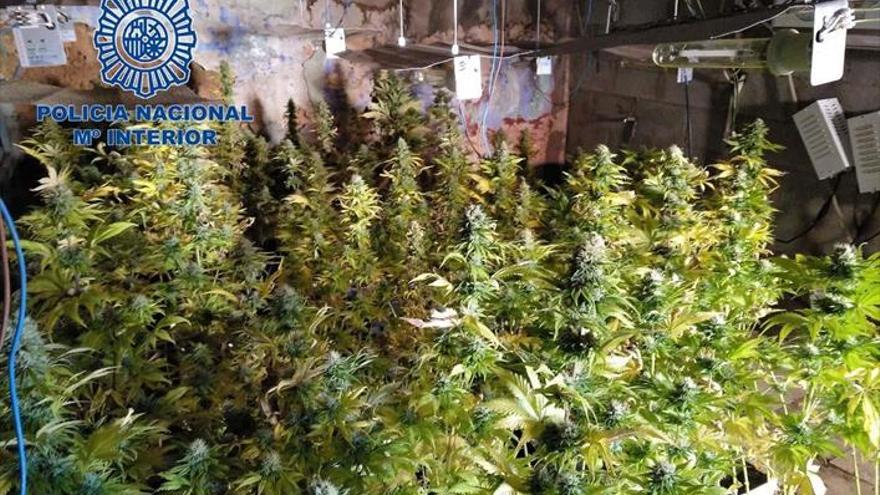 Tres detenidos por cultivar ‘maría’  en dos viviendas de la calle Gurugú