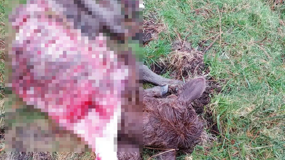 Un dos seis becerros que os lobos mataron nas últimas semanas en Vimianzo.