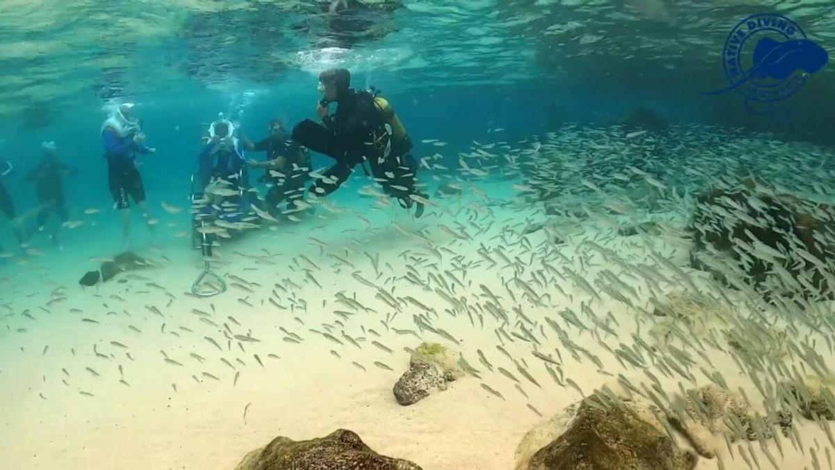 Banco de peces alevines en la playa de El Jablillo, en Costa Teguise.