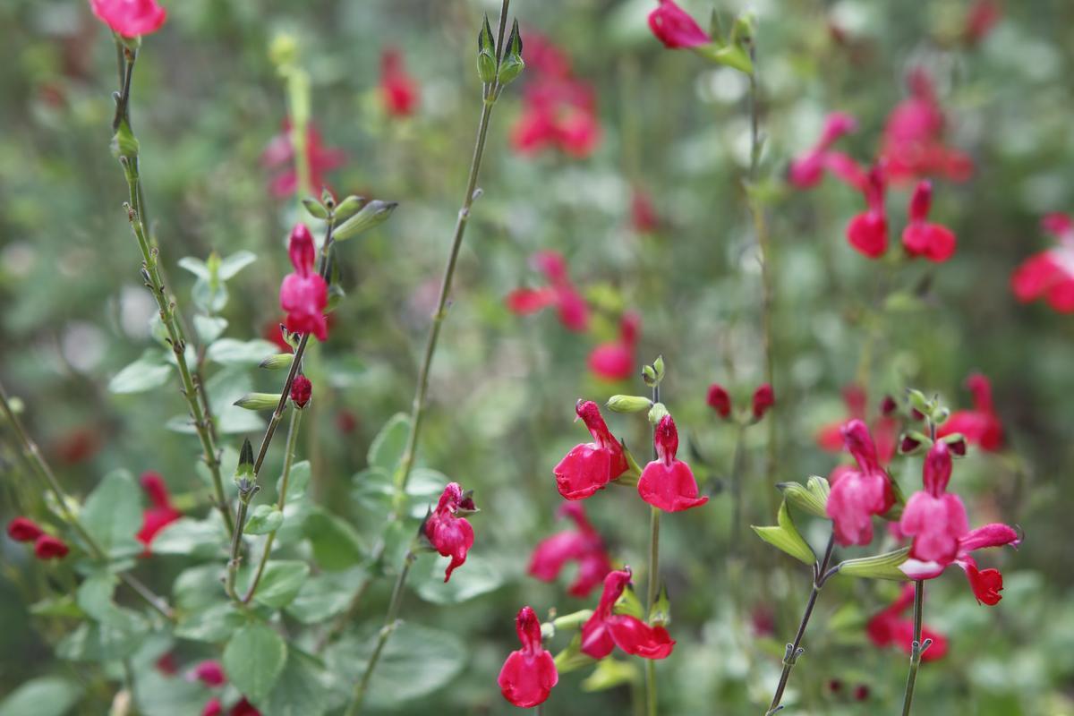 Der rot blühende Steppensalbei (Salvia microphylla) der Sorte „Hot Lips“