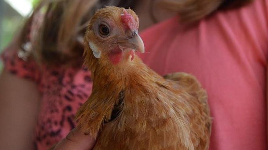 De regalo, una gallina de compañía