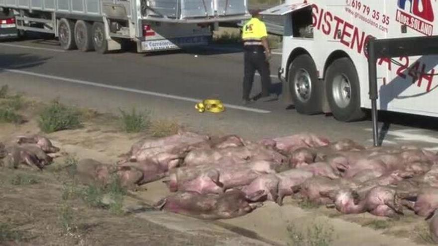Decenas de cerdos muertos al volcar un camión en la A-2